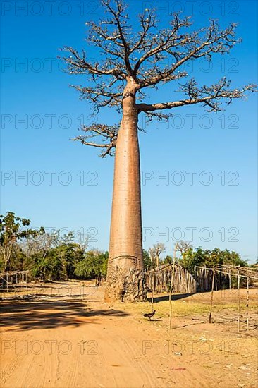 Baobab tree and traditional thatched houses