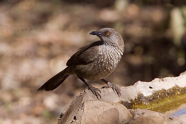 Arrow-tailed Babbler