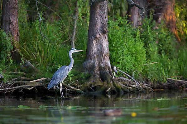 Grey heron