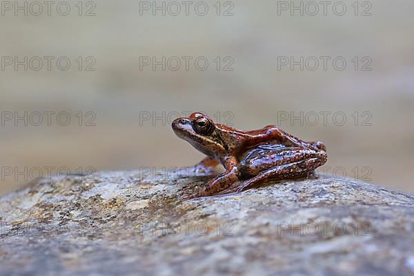 Pyrenean frog