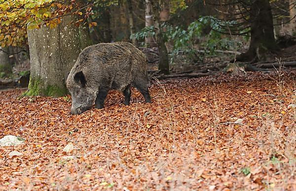 Wild boar