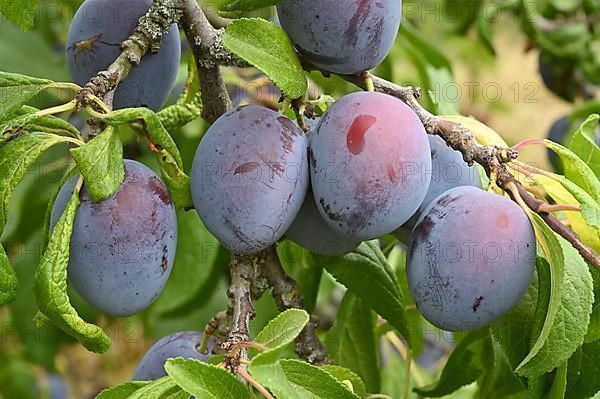 Damson