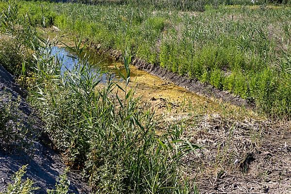 Dried-up pond