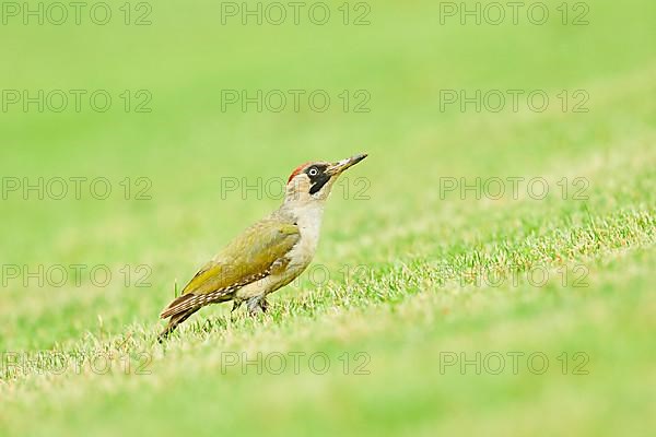 European green woodpecker