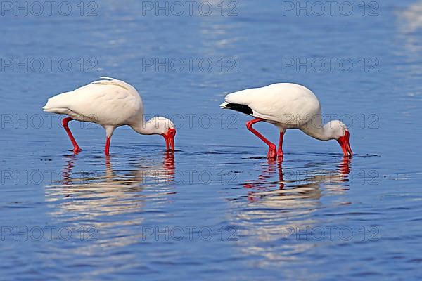 American white ibis