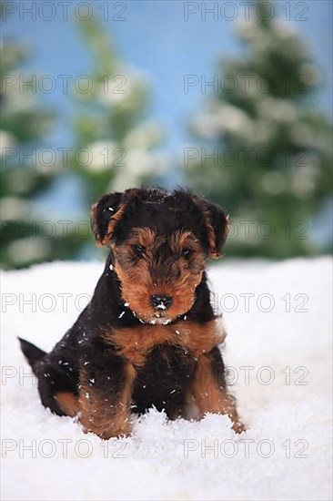 Welsh Terrier