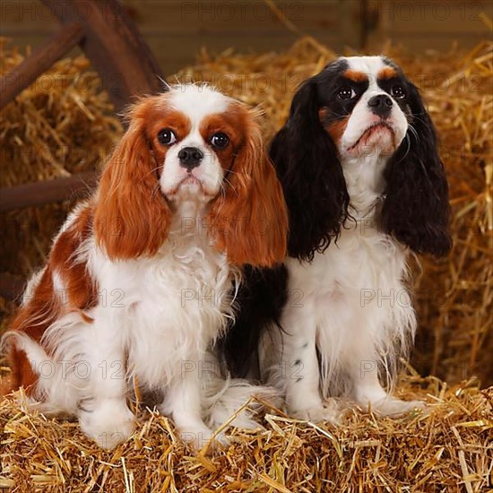 Cavalier King Charles Spaniel