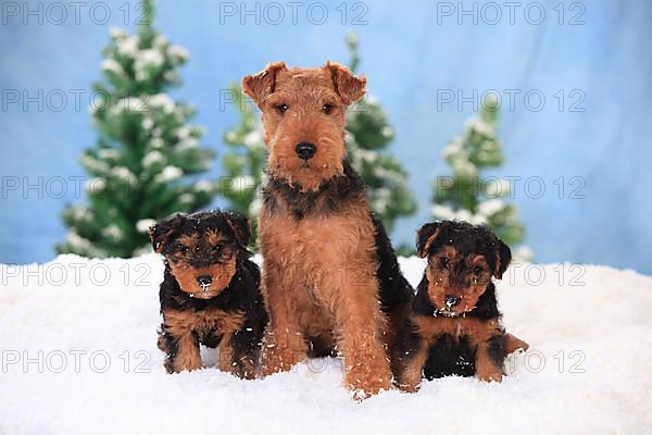 Welsh Terrier