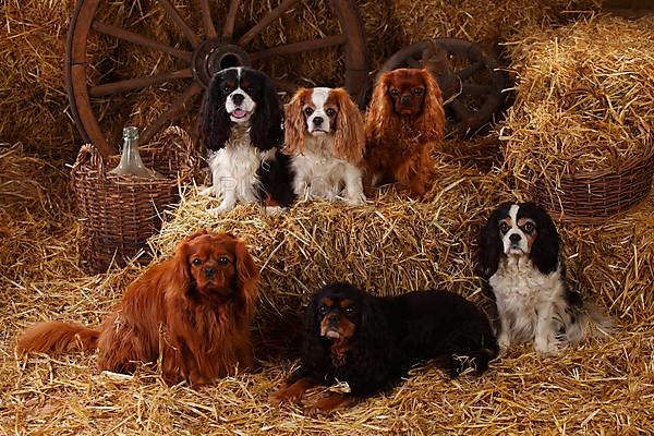 Cavalier King Charles Spaniel