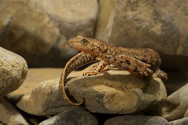 Pyrenean brook salamander