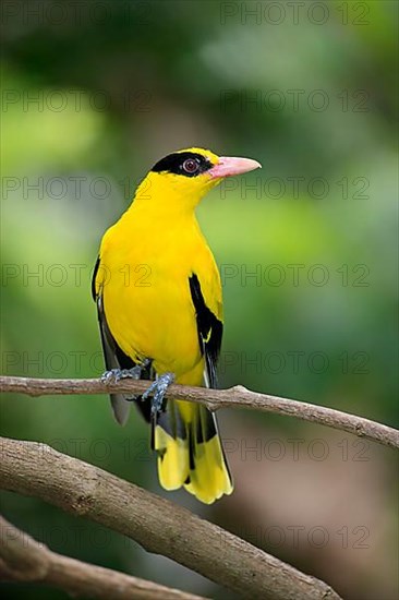 Black-naped oriole