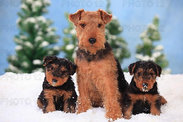 Welsh Terrier