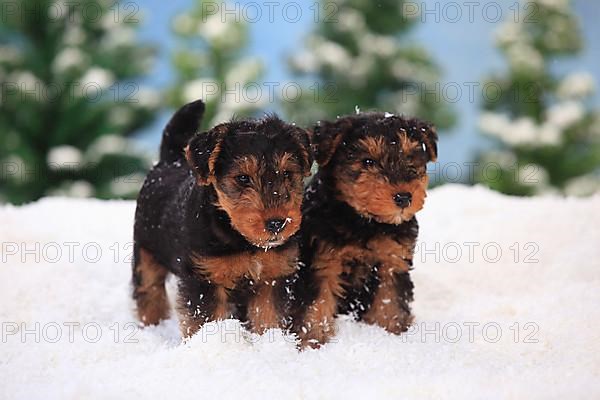 Welsh Terrier