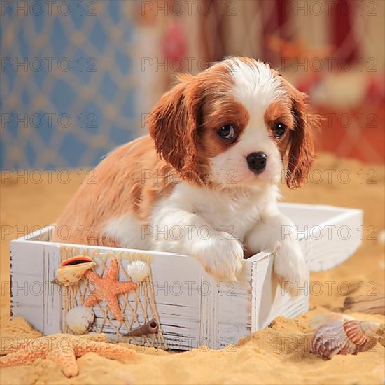 Cavalier King Charles Spaniel