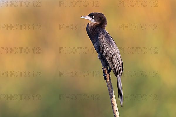 Pygmy Cormorant