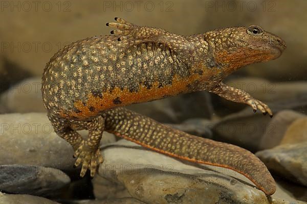 Pyrenean brook salamander