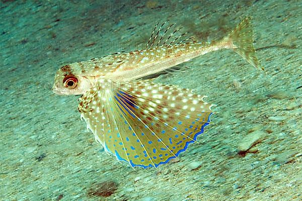 Flying Gurnard