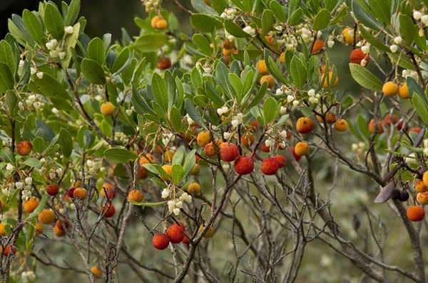 Strawberry tree