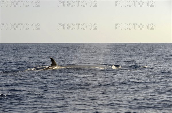 Sei Whale