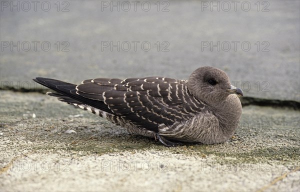 Long-tailed Skua