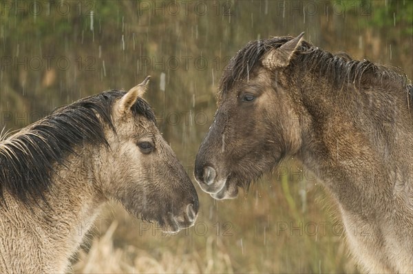 Konik horse