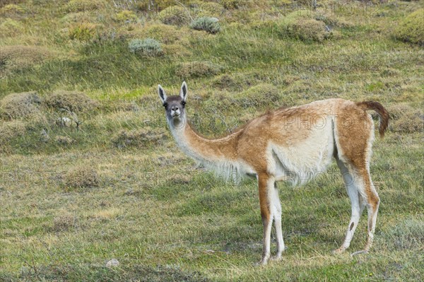 Guanaco