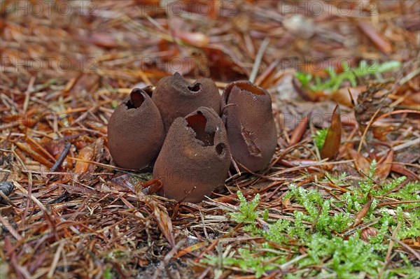 Toad Ear Mushroom