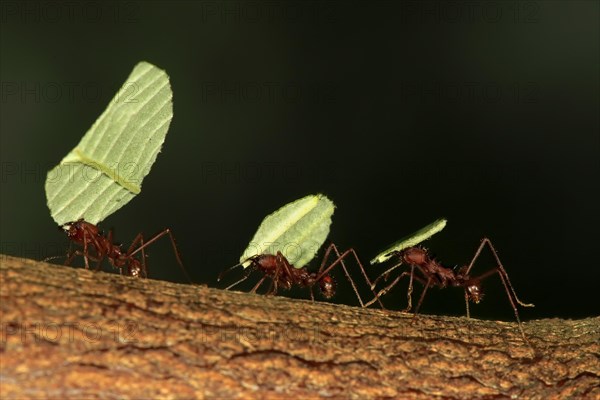 Leafcutter ant