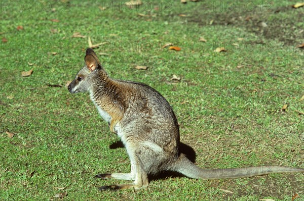 Black-striped wallaby