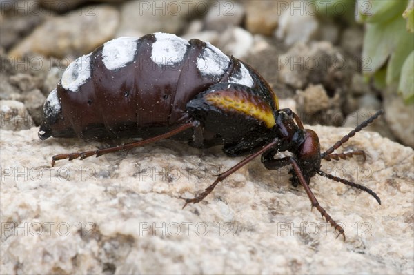 Blister beetle