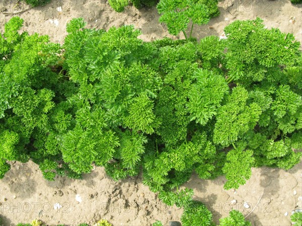 Parsley