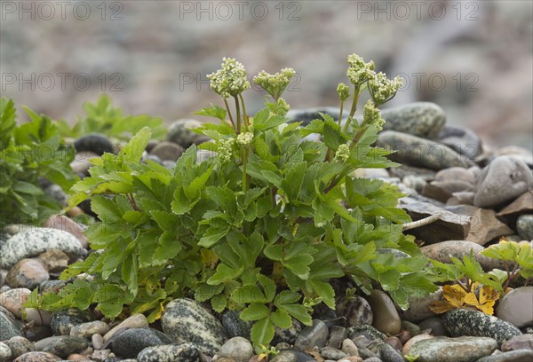 Scots Lovage