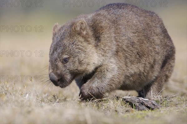 Naked-nosed wombat