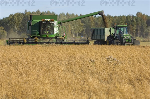 Oilseed rape