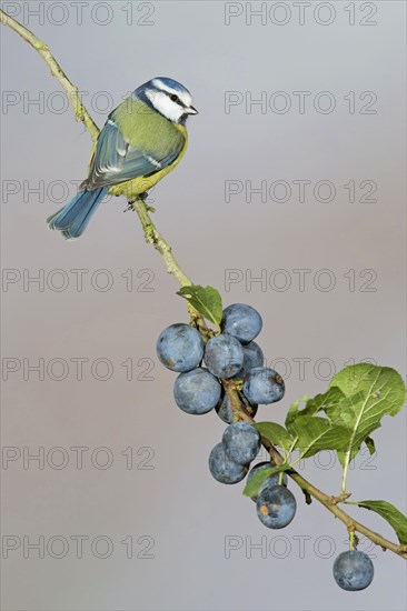 Blue Tit