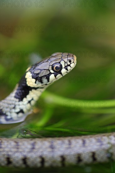 Grass Snake