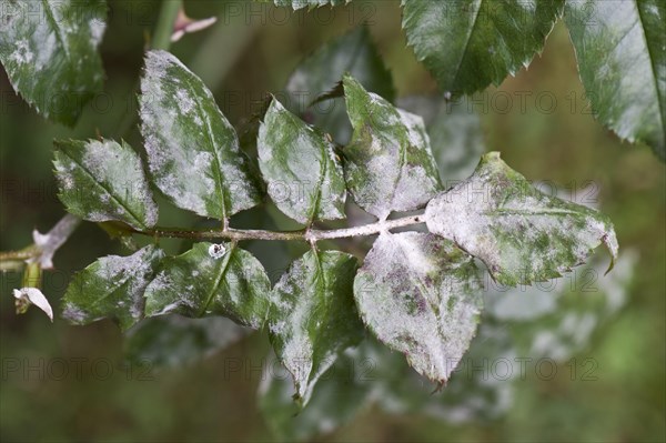 Powdery mildew