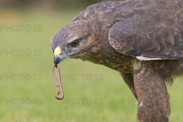 Common Buzzard