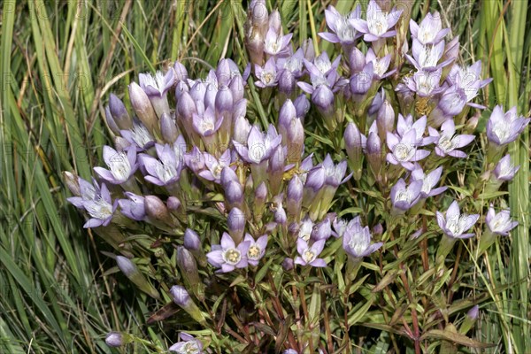 Austrian gentian