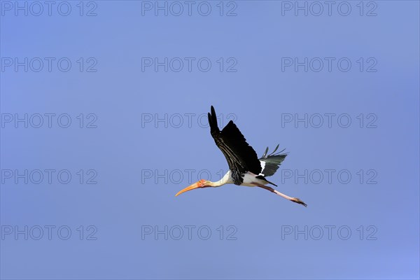 Painted stork