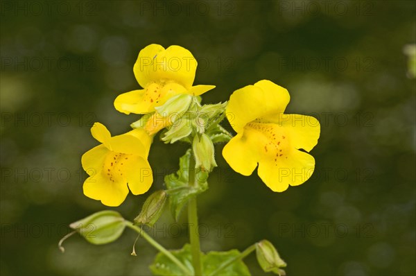 Spotted jelly flower