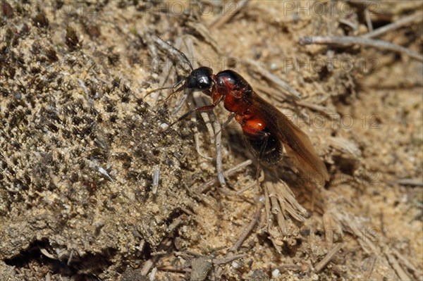 Black horse ant