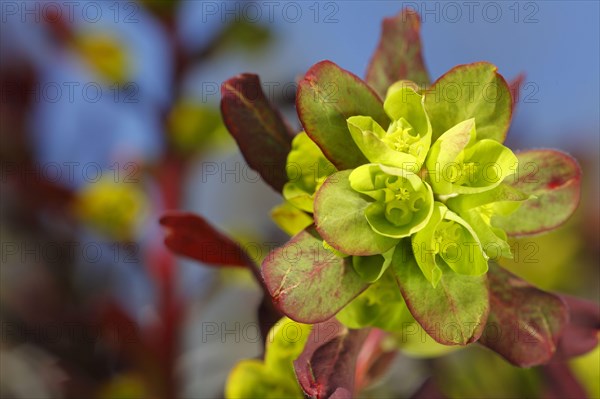 Wood spurge