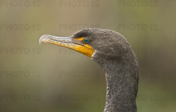 Double-crested Cormorant