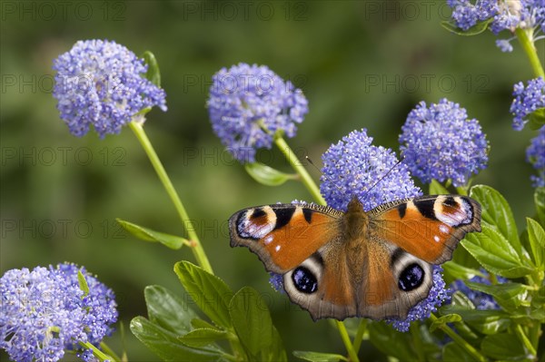 European peacock