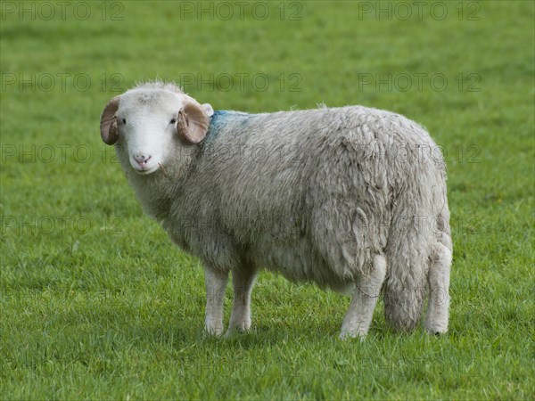 Domestic Sheep