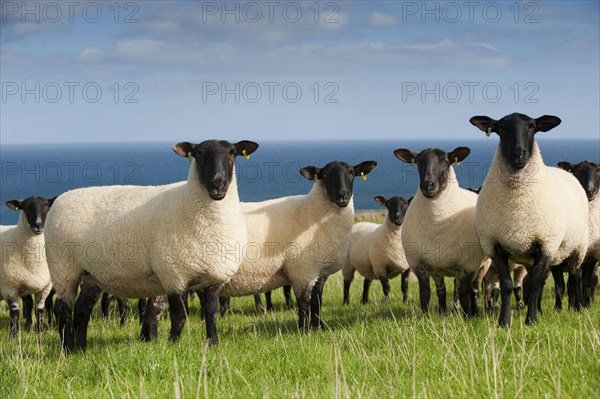 Domestic Sheep