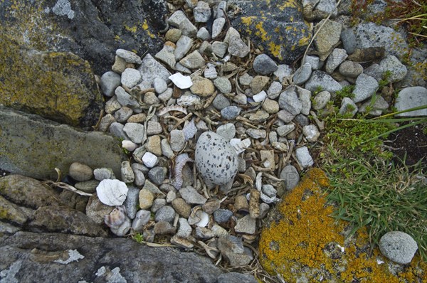 Blackish oystercatcher