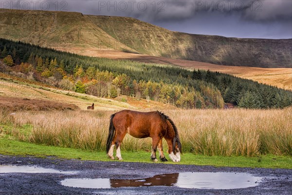 Welsh Mountain Ponies