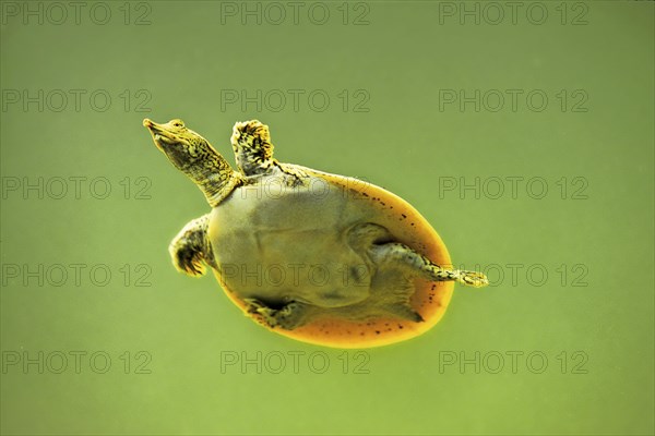 Spur-thighed soft-shelled turtle